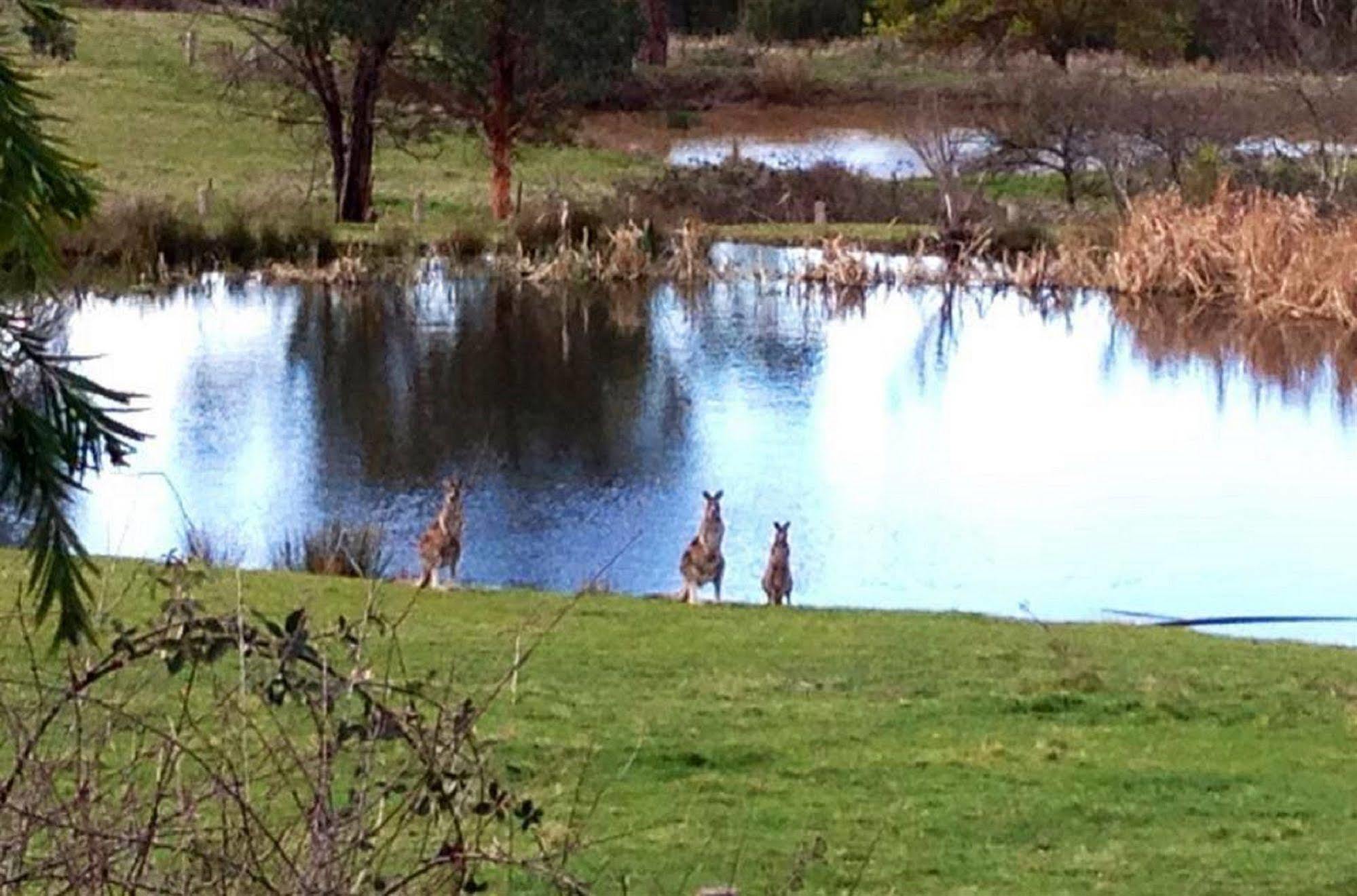 Australian Home Away @ Wonga Park Brushy Creek Bagian luar foto